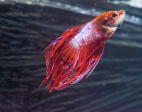 Understanding the Journey of Betta Fish: Healing Fin Loss and Preventing Rot