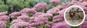 plant sedum roots eden brothers planting guides