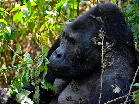 Eastern Lowland Gorilla Trekking Gorillas Of Africa