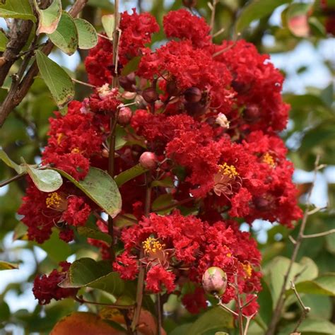 Notre Lagerstroemia Indica Victoria Lilas Des Indes Fonctionnel Et