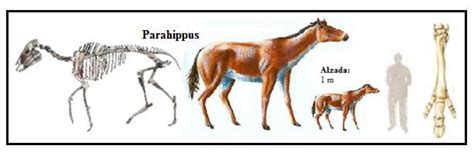 Parahippus leonensis was the next step in evolution after Miohippus and has been called the ...