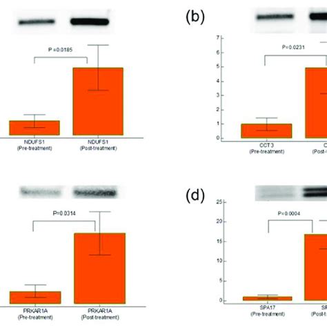 Expression Profile Of Differentially Expressed Sperm Proteins Western Download Scientific