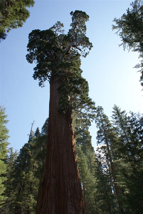 Redwood Tree Diagram