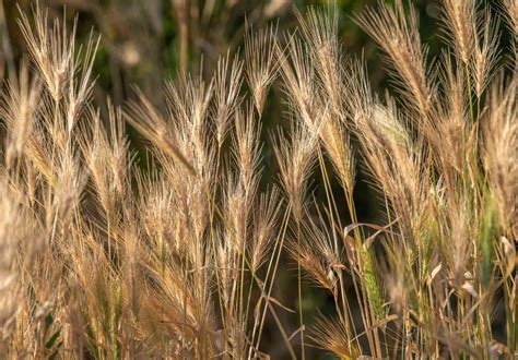 Canada Wild Rye Plant Care And Growing Guide