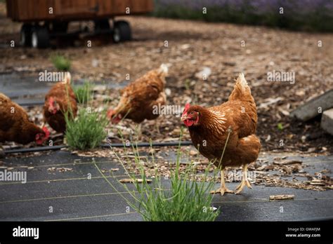 Chickens Pecking For Food On A Farm Stock Photo Alamy