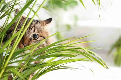 10 Houseplants Toxic To Cats