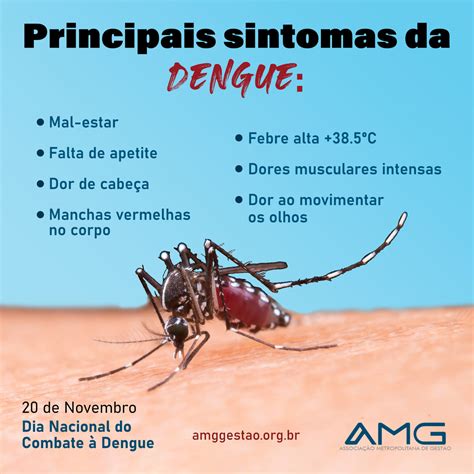 O Que Pode Causar A Dengue Image To U