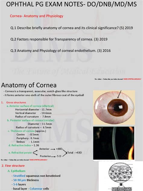 Cornea Anatomy And Physiology Pdf Cornea Human Eye