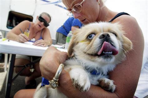 20 Worst Dog Breeds For People With Allergies