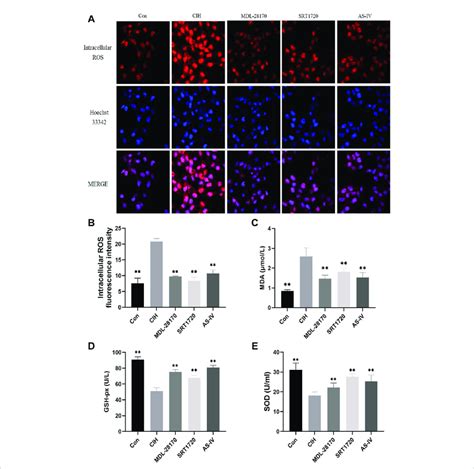 Effects Of As IV MDL 28170 And SRT1720 On Oxidative Stress In HCAECs