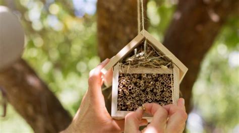 Bee Houses Where To Buy How To Use Them Bird Watching Hq