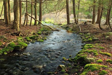 Free Images Tree Creek Swamp Wilderness Hiking Leaf River Moss