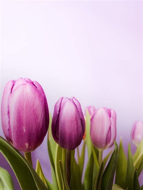 Lavender Tulips Pictures, Photos, and Images for Facebook, Tumblr, Pinterest, and Twitter