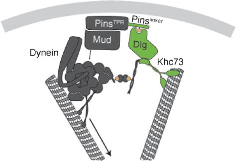 A Nude Pathway Coordinates Dynein And The Kinesin Khc To