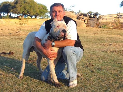 Dogo Argentino Attack Training – Bulldog Lover