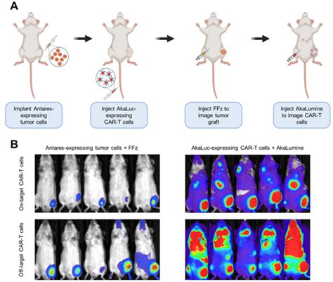 Brightening Up Biology Advances In Luciferase Systems For In Vivo Imaging Acs Chemical Biology