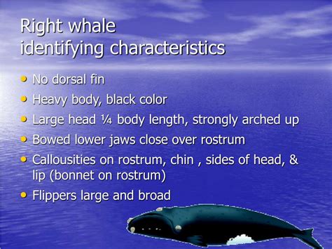 Ppt The Whales Powerpoint Presentation Free Download Id47856