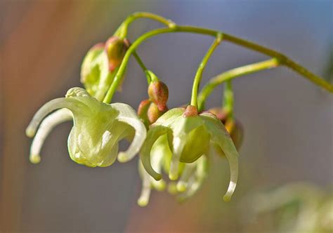 キバナイカリソウの育て方と花や葉など植物の特徴をわかりやすく解説