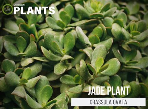 Crassula Ovata Jade Plant Care Guide Terrarium Succulents