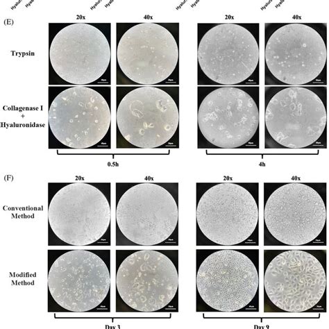 Primary Epithelial Cells Obtained Using Modified Isolation Formed