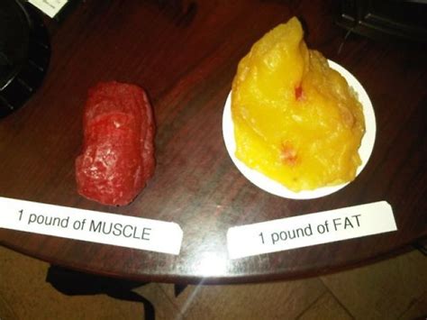 1 pound of muscle and 1 pound of fat - All Things Gym