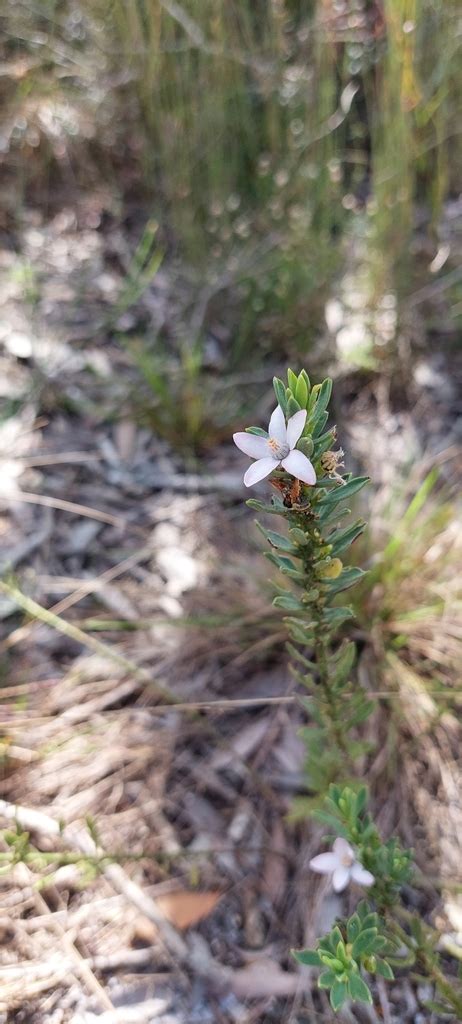 Philotheca Queenslandica From Wurtulla Qld Australia On September