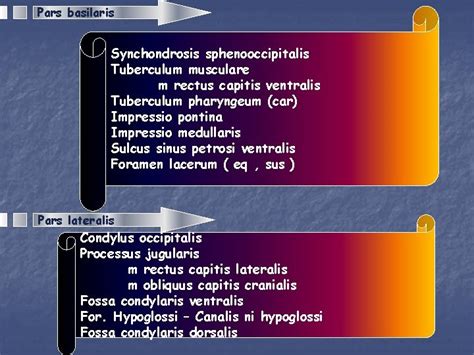 Ossa Cranii Head Skeleton Cranium Cerebrale Neurocranium Cranium