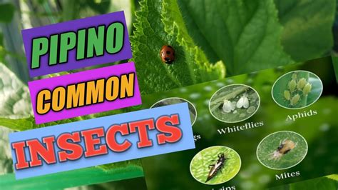 Mga Common Na Insecto Sa Pipino YouTube