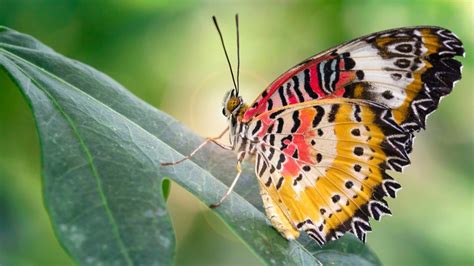 Light Yellow Red White Black Design Butterfly On Green Leaf In Blur