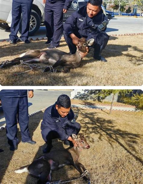 香格里拉市公安局环食药侦大队成功救助一只国家二级保护野生动物澎湃号·政务澎湃新闻 The Paper