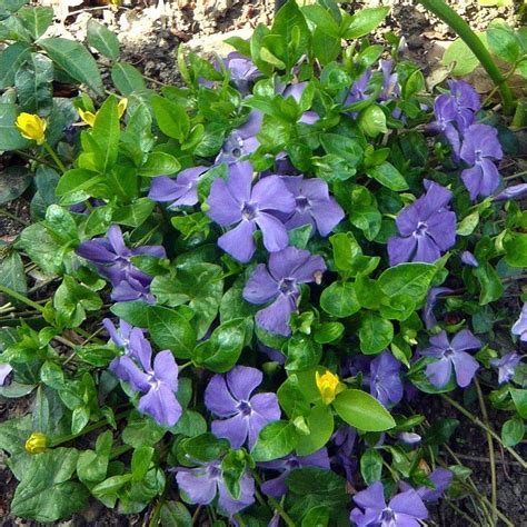 Plantes Couvre Sol Pour Talus En Pente