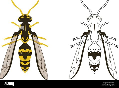 Ilustración De Vector De Avispa O Hornet Relleno Y Contorno Aislados