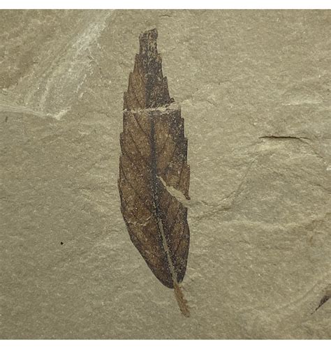 Fossils For Sale Fossils Uk Eocene Fossil Leaf From The Green