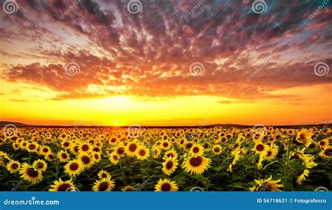 Por Do Sol Girassol Imagem De Stock Imagem De Flor 56718631