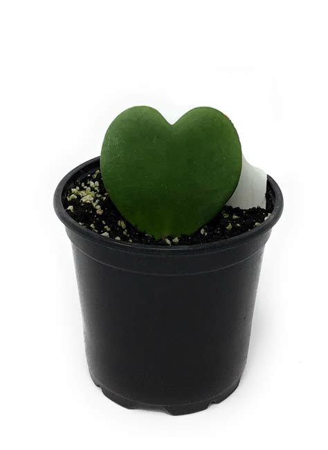 Flowerpotnursery Heart Hoya Kerrii Green Hoya Kerrii Green 4 Pot Etsy