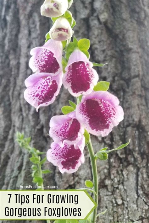 Foxglove Flowers 7 Tips For Growing Gorgeous Foxgloves Anns