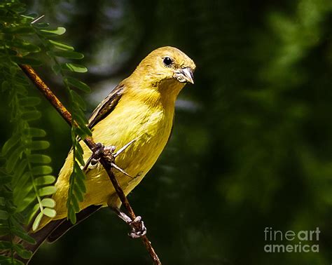 Summer Tanager - Female Photograph by Carl Jackson