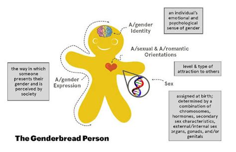 The Genderbread Person Part Gender Identity Mama Bear Off