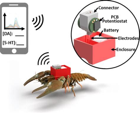 Simultaneous Dopamine And Serotonin Monitoring In Freely Moving