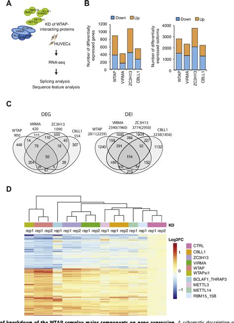 Wilms Tumor 1 Associating Protein Complex Regulates Alternative