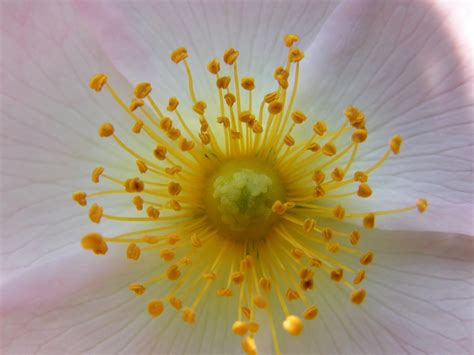 light blossom bloom  photo  pixabay pixabay