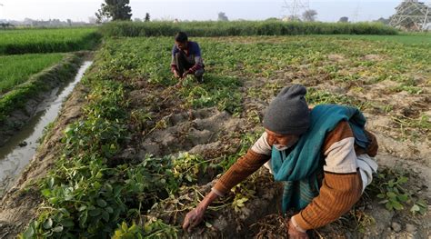 Support Given To Farmers Is An Incentive To Produce Not A Subsidy Or