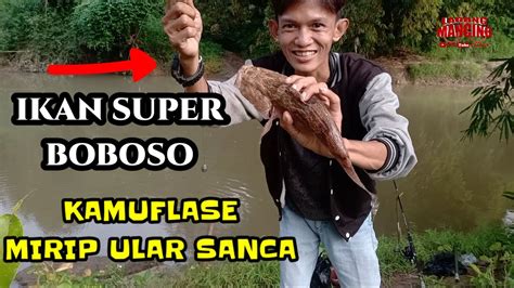 Mancing Ikan Boboso Super Di Air Terdalam YouTube