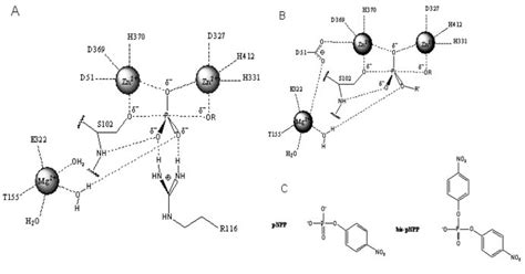 Structure Of The Active Site And Proposed Reaction Mechanism Of