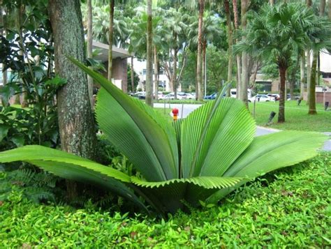 10 Fauna Dan Flora Terlangka Di Indonesia Flora Dan Fauna