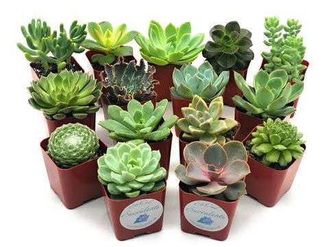 Types Of Succulents