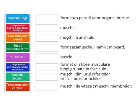 Tipuri De Muschi Match Up