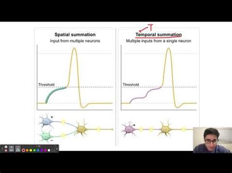 Spatial Vs Temporal Summation Youtube