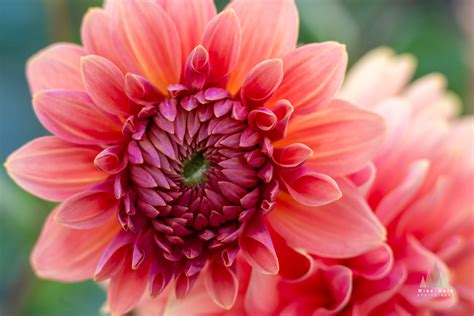 Pink Dahlia Closeup 85mm Otus Mike Reid Flickr