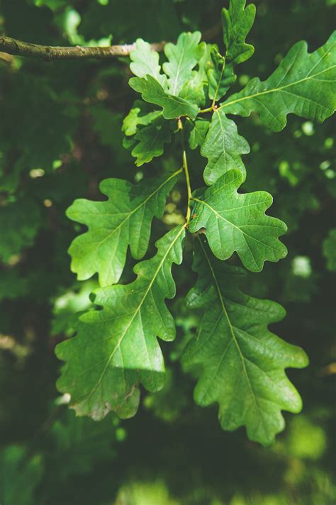 Roble Hojas Bosque Foto Gratis En Pixabay Pixabay